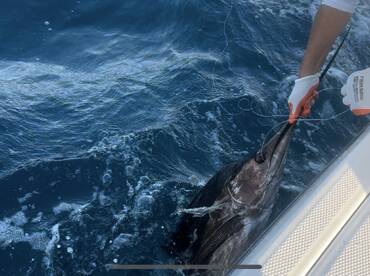 Sailfish, Sharks and Snapper.