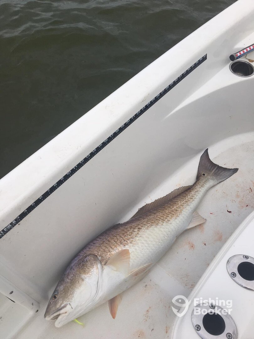 Houston Report Photo 0