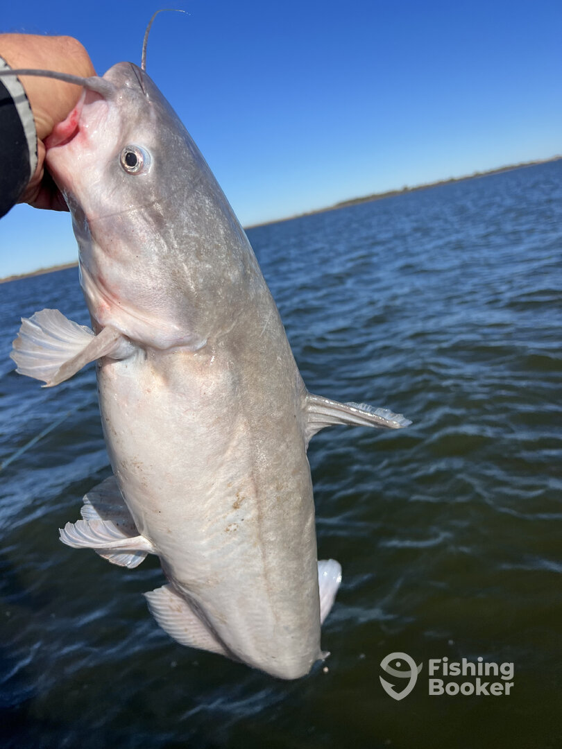 Morrison Report Photo 0