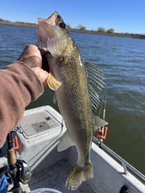 Morrison Report Photo 1