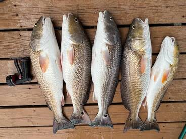 Houston Report Photo 1