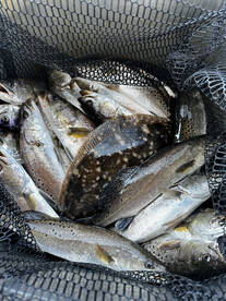 Jekyll Island Report Photo 2