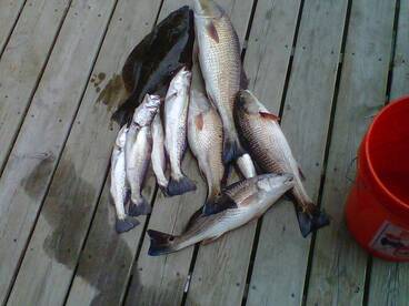 Houston Report Photo 1