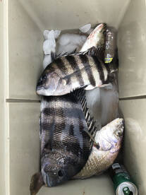 Jacksonville Report Photo 1