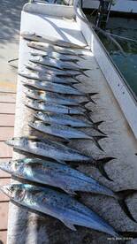 Port trips picking up.