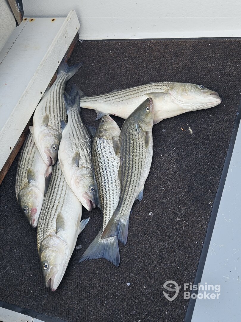 Neavitt Report Photo 0