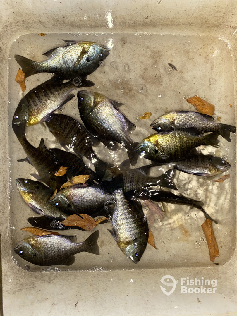 Lawton Report Photo 0