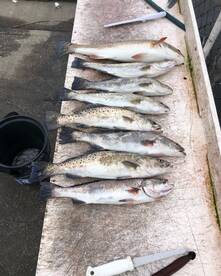 Fall action packed Bite 