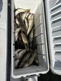 Walleye fishing is on FIRE!!!!