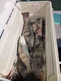 South Padre Island Report Photo 1