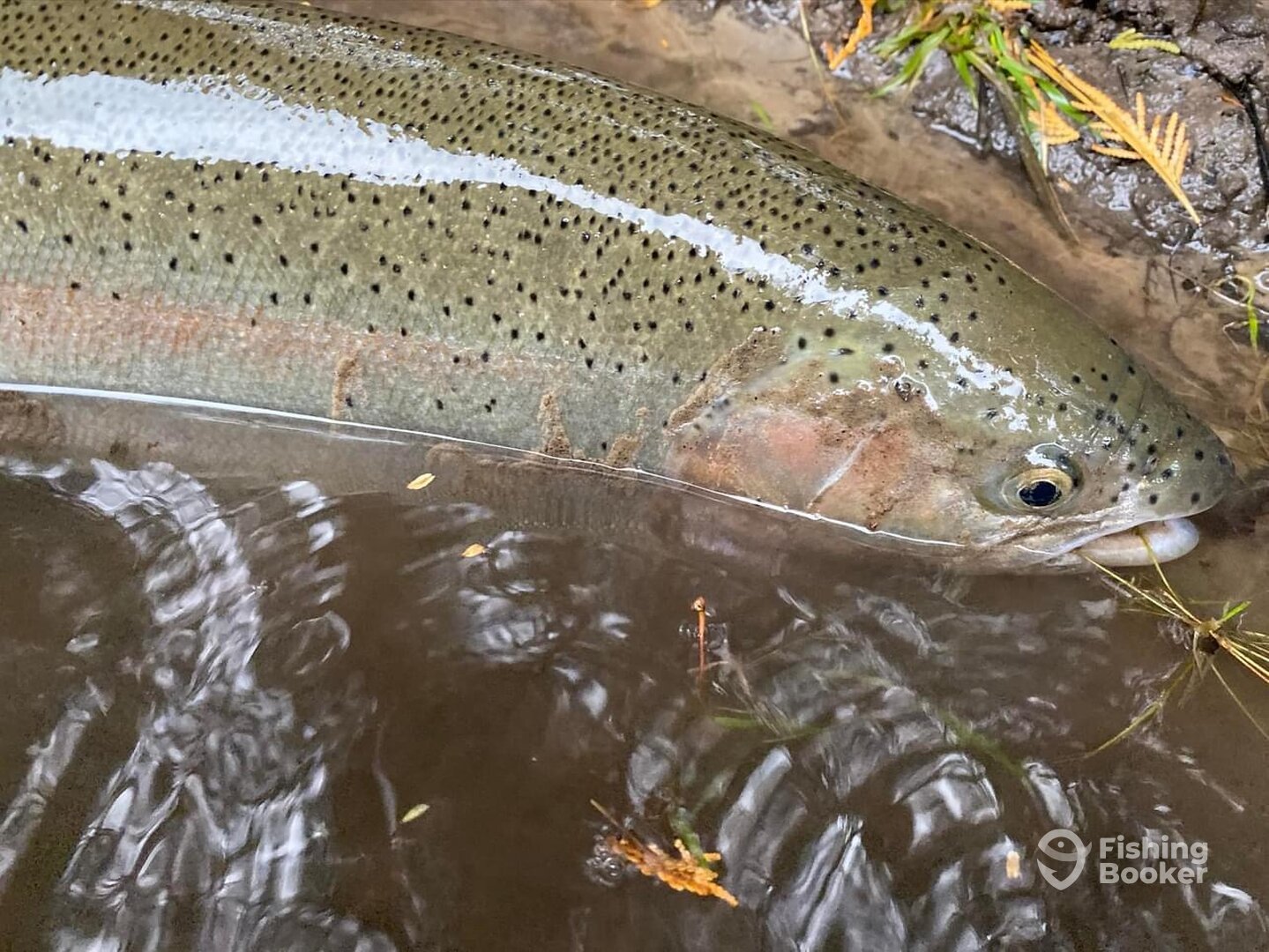 Baldwin Report Photo 0