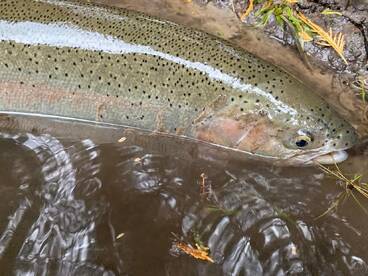 Awesome Fall - Plenty of Chrome and Gold