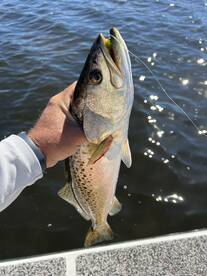 Let’s fish bites right. 