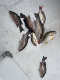 Fall Mullet Run Report