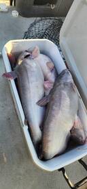 Cross Report Photo 1