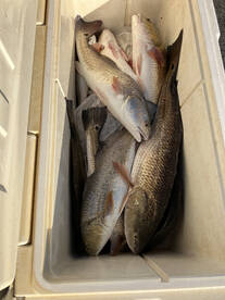 Reds & Speckled Trout