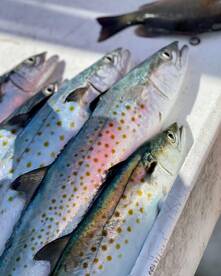 Marathon Report Photo 1