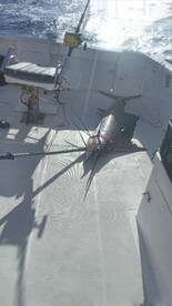 Mako shark and sailfish 