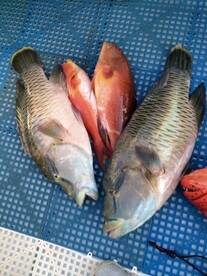 Jeddah Report Photo 2