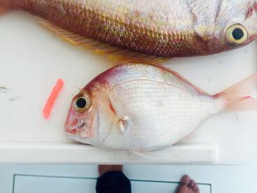 Jeddah Report Photo 2