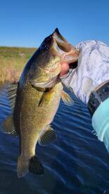 Despite a cold front Largemouth bass are