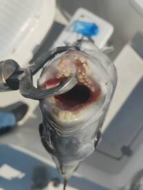 Houston Report Photo 1