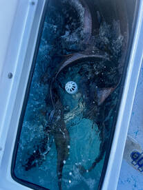 Port Mansfield Report Photo 2