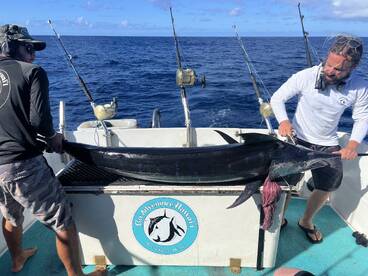 Haleiwa Report Photo 2