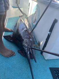 Haleiwa Report Photo 1