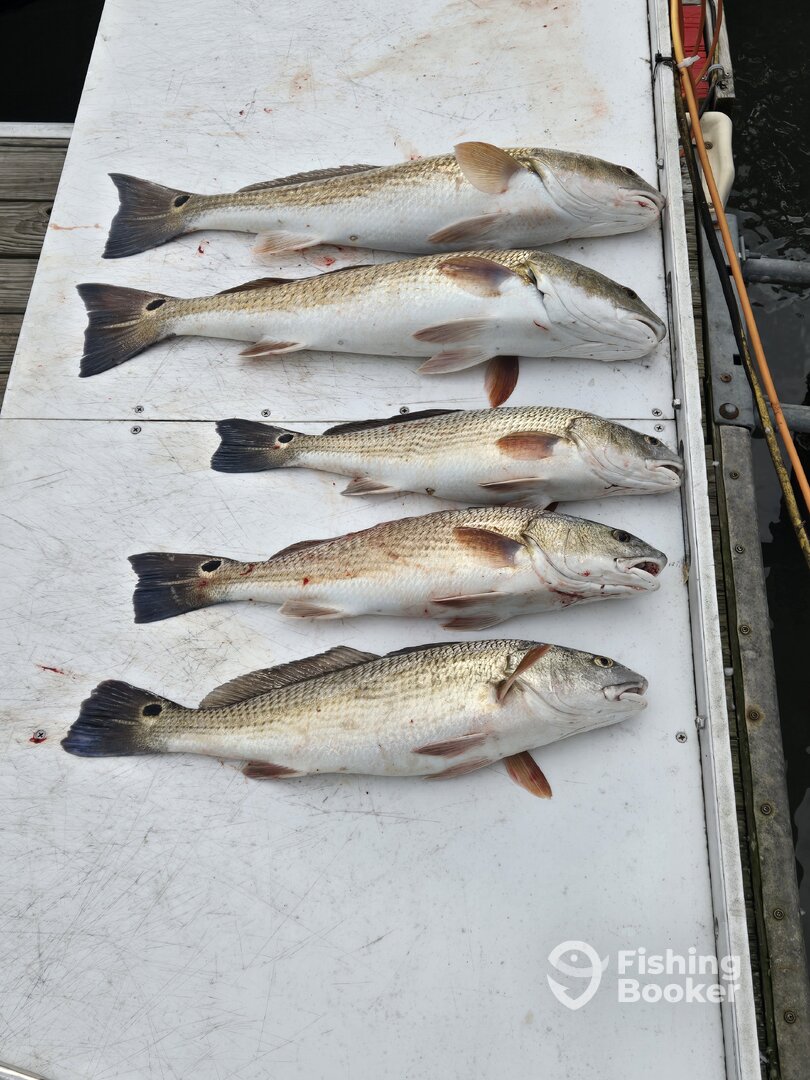 Murrells Inlet Report Photo 0