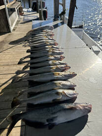 Barataria Report Photo 2