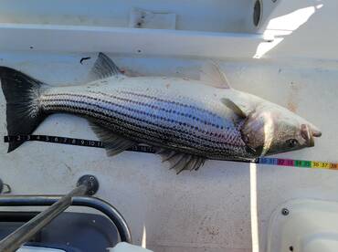 Atlantic City Report Photo 1