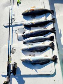 All on the same bait!