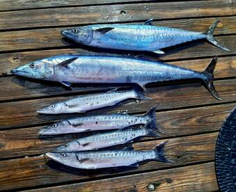 Fish caught on board of Carla