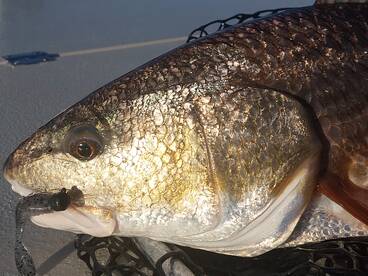 Jacksonville Report Photo 2