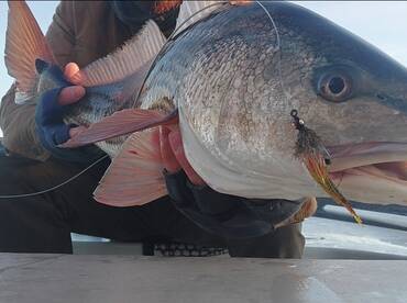 Cool weather has not cooled down the bit