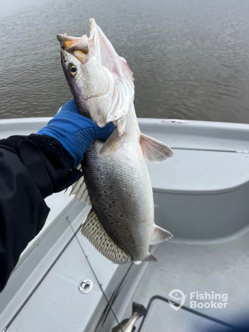 Theriot Report Photo 0