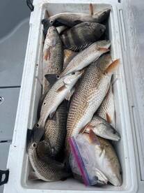 Theriot Report Photo 2