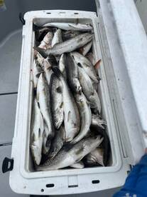 Theriot Report Photo 1