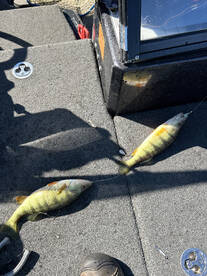 Wyandotte Report Photo 2