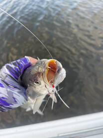 River Road Report Photo 1