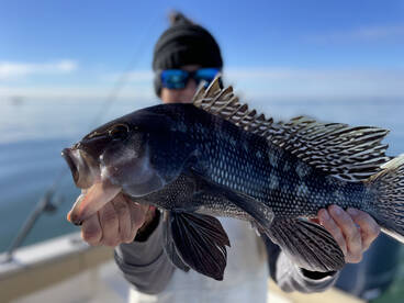 Clinton Report Photo 1