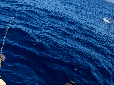 Sydney Report Photo 2