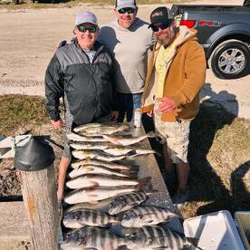Winter Time Sheep Herding