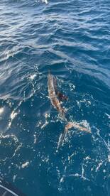 December Fishing Report- Ace of Spades  