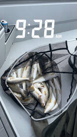 Sulphur Report Photo 2