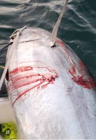 Blue Fin Bite Is On Right Now