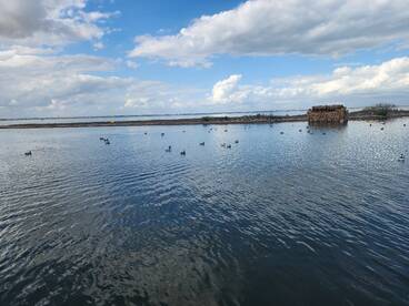 Morning Duck hunting trips 