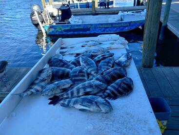 Homosassa Report Photo 2