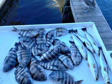 Homosassa Report Photo 1